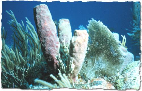 underwater picture 1