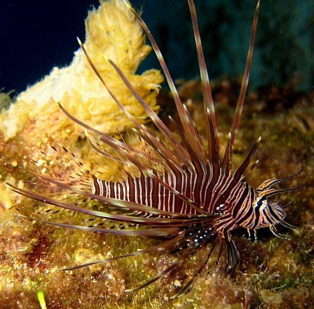 Lionfish picture